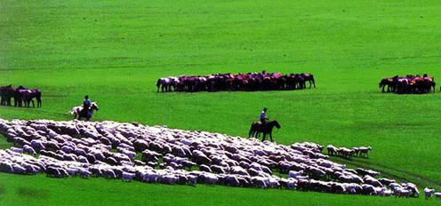 草原上云朵似的羊群