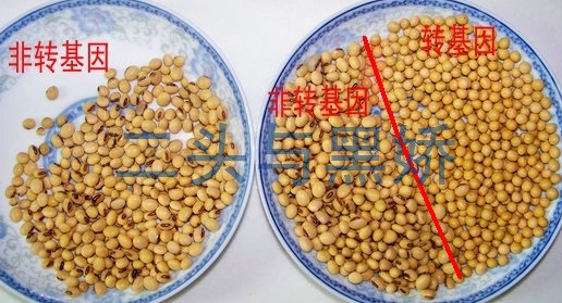 转基因与非转基因大豆比较